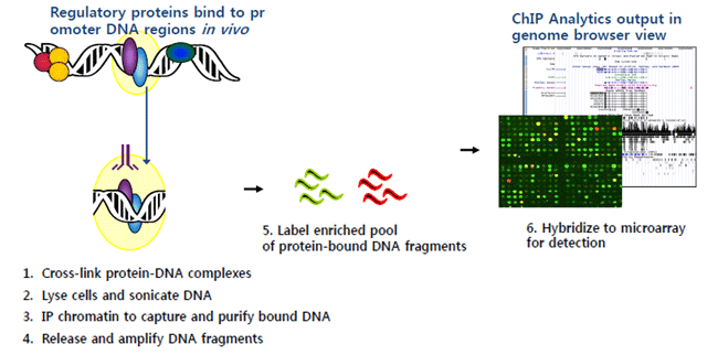 Regulatory proteins bind to promoter DNA regions in vivo:1.Cross-link protein-DNA complexes,2.Lyse cells and sonicate DNA,3.IP chromatin and purify bound DNA,4.Release and amplify DNA fragments→5.Label enriched pool of protein-bound DNA fragments→ChIP Analytics output in genome browser view:6.Hybridize to microarray for detection