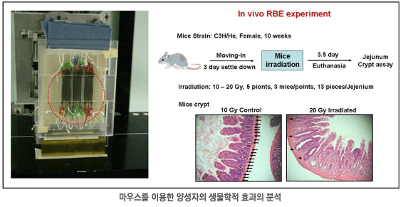 마우스를 이용한 양성자의 생물학적 효과의 분석 