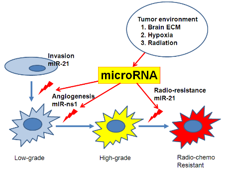 Tumor environment 1.Brain ECM 2.Hypoxia 3. Radiation->microRNA Invaslon mIR-21/Anglogenesis mIR-ns1/Radio-resistance mIR-21