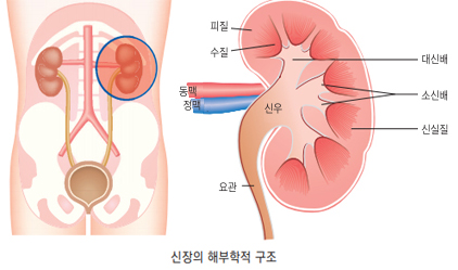 신장의 해부학적 구조