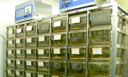  Individual Ventilated Cages Rack System (IVC Rack) 
