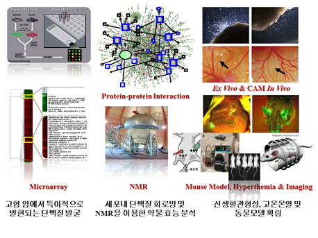 고형암에서 특이적으로 발현되는 단백질 발굴/세포내 단백질 회로망 및 NMR을 이용한 약물효능 분석/신생혈관형성, 고온온열 및 동물 모델 확립 이미지 자료