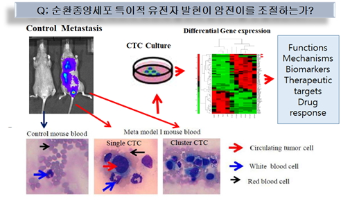 순환종양세포 특이적 유전자 발현이 암전이를 조절하는가? 이미지