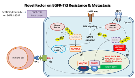 Novel Factor on EGFR-TKI Resistance & Metastasis