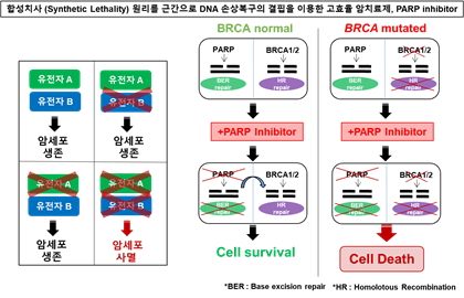 합성치사 원리를 근간으로 DNA 손상복구의 결핍을 이용한 암치료제