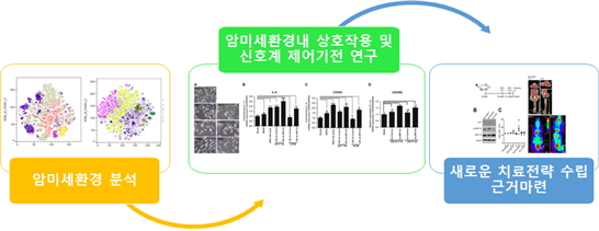 암미세환경 분석→암미세환경내 상호작용 및 신호계 제어기전 연구→새로운 치료전략 수립 근거마련