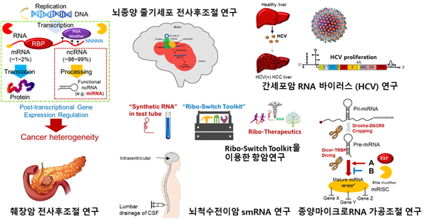 뇌종양 줄기세포 전사후조절 연구/간세포암 RNA 바이러스 (HCV) 연구/Ribo-Switch Toolkit을 이용한 항암연구/췌장암 전사후조절 연구/뇌척수전이암 smRNA연구/종양마이크로RNA 가공조절 연구 이미지 자료