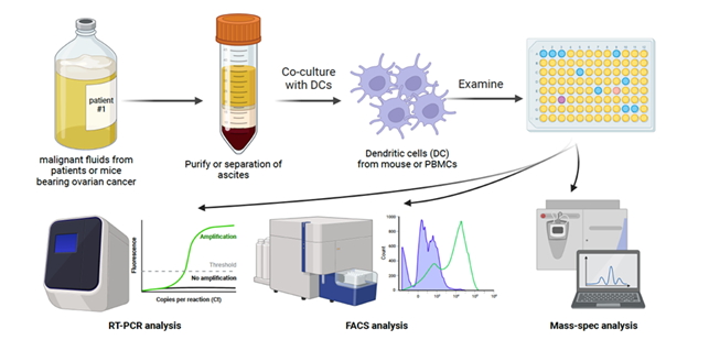 malignant fluids from patients or mice bearing ovarian cancer→Purify or separation of ascites→Co-culture with DCs→dendritic cells(DC) from mouse or PBMCs→Examine→RT-PCR analysis, FACS Analysis, Mass-spec analysis 