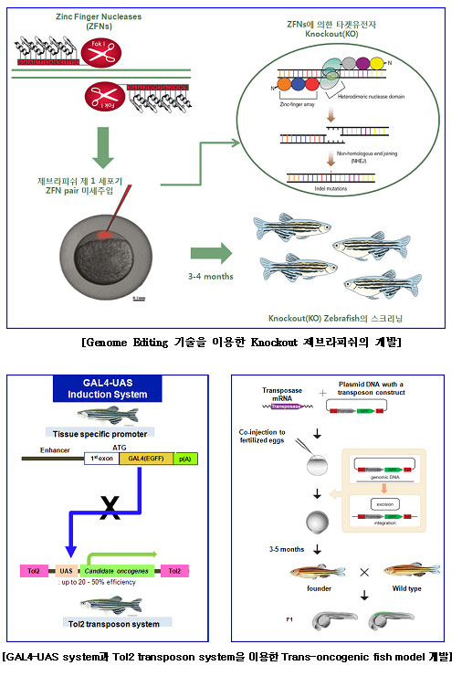 genome editing 기술을 이용한 knockout 제브라피쉬의 개발, gal4-uas system과 tol2 transposon system을 이용한  trans-oncogenic fish model 개발