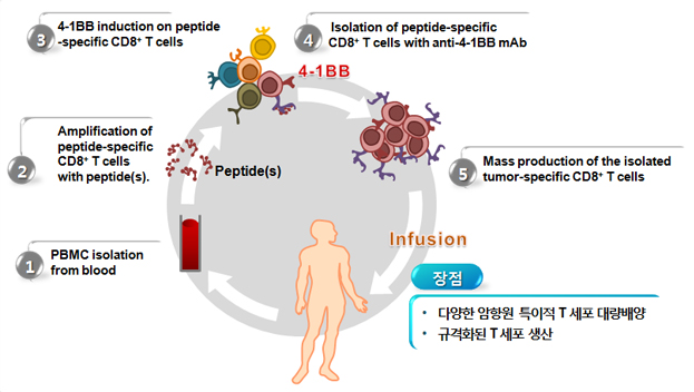 4-1 BB-based isolation of Ag-specific CD8 T cells, 
								1.PBMC isolation from blood, 
								2.Amplification of peptide-specific CD8 T cells with peptide(s), 암항원(TAAs), 
								3.4-1 BB induction on peptide-specific CD8 T cells, 
								4.Isolation of peptide-specific CD8 T cells with anti-4-1 BB mAb, 
								5.Mass production of the isolated tumor-specific CD8 T cells, Infusion
								장점 : 다양한 암항원 특이적 T세포 대량배양, 규격화된 T세포 생산