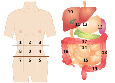 난소암, 난관암, 복막암, 위점액종에서 종양감축술 전후의 복막종양지수에 대한 연구 (parietal peritoneum/visceral peritoneum)