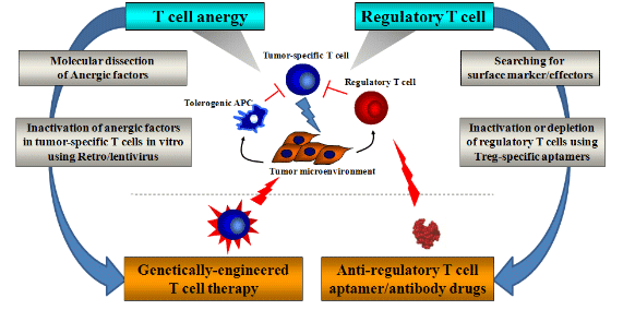 Breaking tumor-induced T cell tolerance, -A Booster of effective T cell immunotherapy T cell anergy-Molecular dissection of Anergic factors-Inactivation of anergy factors in tumor-specific T cell in vitro using Retro/lentivirus->Genetically-engineered T cell therapy  Regulatory T cell-Searching for surface marker/effectors-Inactivation or depletion of regulatory T cells using Treg-specific aptamers->Anti-regulatory T cell aptamer/antiboddy drugs