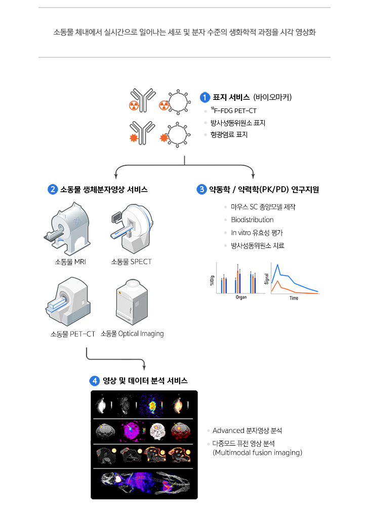 소동물 체내에서 실시간으로 일어나는 세포 및 분자 수준의 생화학적 과정을 시각 영상화