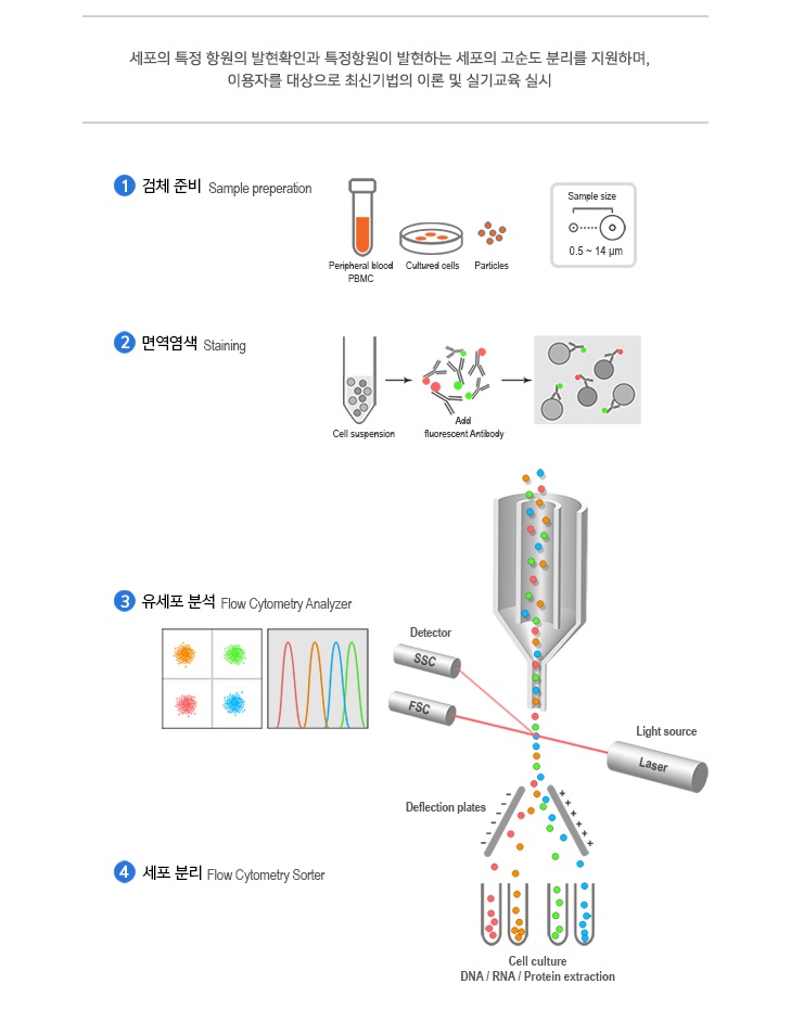 검체 준비, 면역염색, 유세포분석, 세포 분리