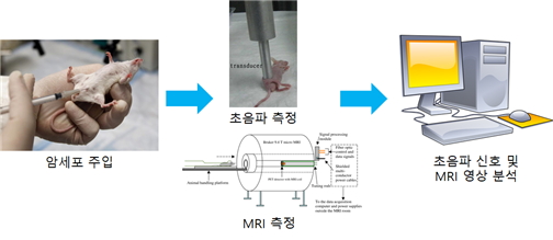 암세포 주입→초음파/MRI측정→초음파 신호 및 MRI 영상 분석