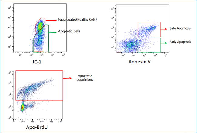 Detection of Apoptotic population