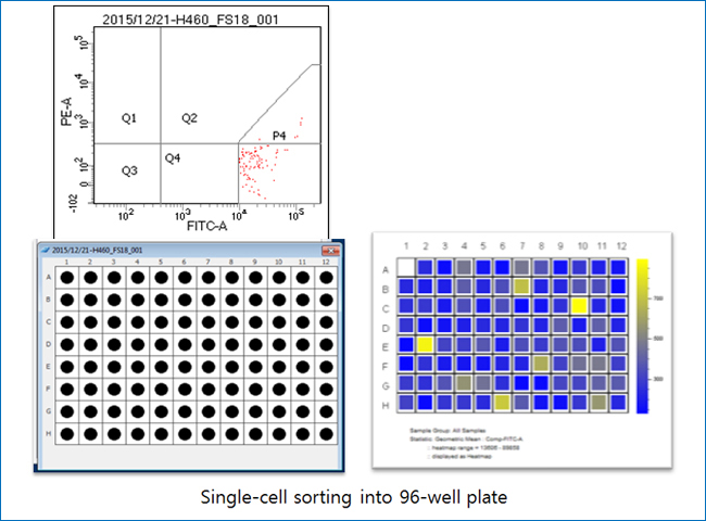 Single-cell sorting into 96-well plate