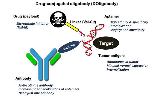 Drug-conjugated oligobody (DOligobody),Drug (payload)-Microtubule inhibitor(MMAE),Linker (Val-Cit),Aptamer-High affinity & specificity Internalization Conjugation chemistry,Tumor antigen-Abundance in tumor Minimal normal expression Internalization, Antibody-Anti-cotinine antibody Increase pharmacokinetics of aptamers Need just one antibody 