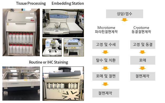 Tissue Processing, Embedding Station, Routine or IHC Staining ㅣ 상담/접수→고정및 수세→탈수 및 치환→포매 및 절편→절편제작 ㅣ 상담/접수→Cryotome 동결절편제작→고정 및 동결→포매→절편제작