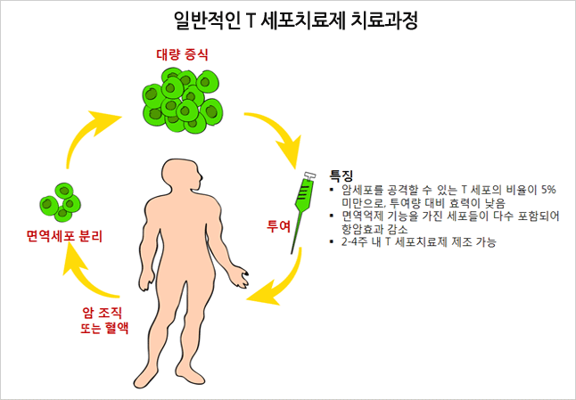 일반적인 T 세포치료제 치료과정 : 암조직 또는 혈액 - 면역세포 분리 - 대량 증식 - 투여 (특징 : 암세포를 공격할 수 있는 T 세포의 비율이 5% 미만으로, 투여량 대비 효력이 낮음, 면역억제 기능을 가진 세포들이 다수 포함되어 항암효과 감소, 2~4주 내 T세포치료제 제조 가능