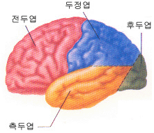 종양의 위치에 따른 증상